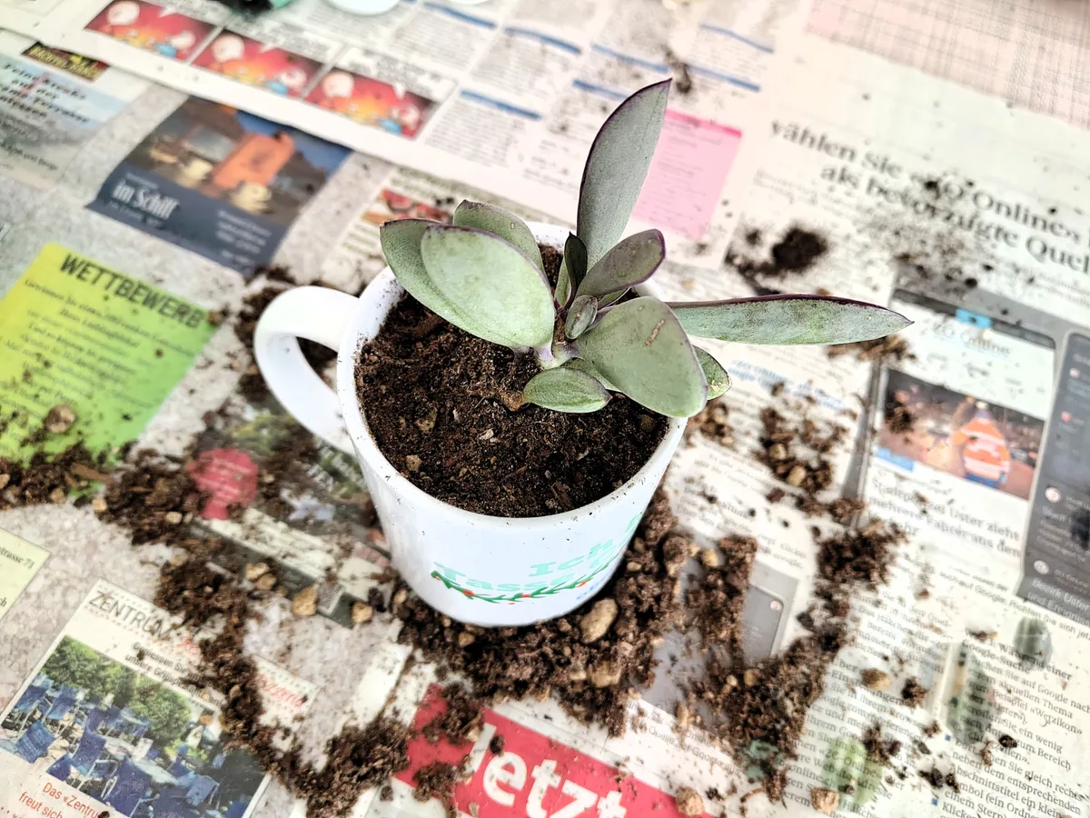 Die Tassen eignen sich als Topf für die Sukkulenten. Aber wichtig: Unter die Erde gehört eine Schicht Blähton. Man sieht eine Sukkulente in einer Tasse, umgeben von Erde auf Zeitungen.